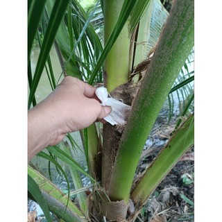 Diệt đuông dừa - vua sâu hệ đuông dừa khách tự ra túi sử dụng