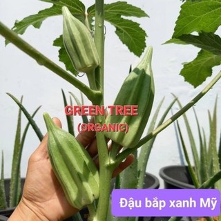 Hạt giống đậu bắp xanh Mỹ star David, đậu bắp đỏ Burgundy