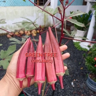 Cây giống đậu bắp xanh Mỹ, đậu bắp xanh lùn Thái Lan, đậu bắp đỏ Burgundy