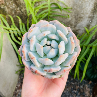 Sen đá monroe - 8-10cm - cây nhập tq 🌸🌸🌸
