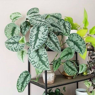 Chậu treo Trầu bà lụa - Silver Pothos