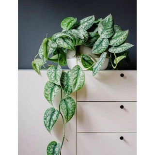 Chậu treo Trầu bà lụa - Silver Pothos