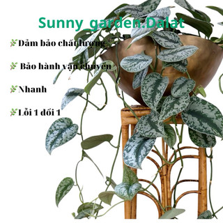 Chậu treo Trầu bà lụa - Silver Pothos