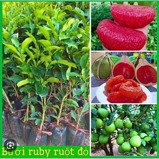 Cây giống bưởi đỏ ruby thái lan không hạt