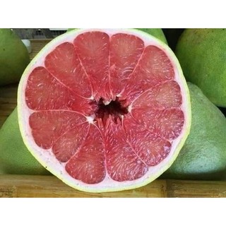 Cây giống bưởi đỏ ruby thái lan không hạt