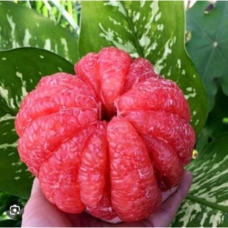 Cây giống bưởi đỏ ruby thái lan không hạt