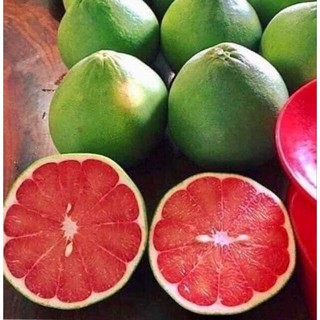 Cây giống bưởi đỏ ruby thái lan không hạt