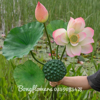 Hoa sen giả - hoa sen cao su giả