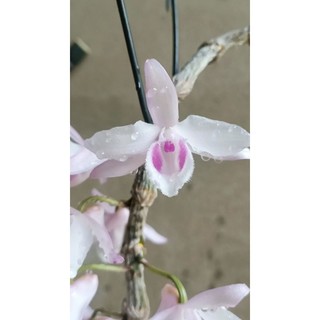 Cây Giống Hoa Lan Giả Hạc Hồng 2017