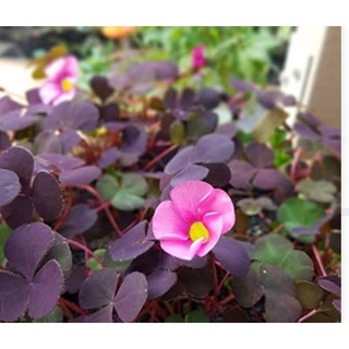 Oxalis( chua me đất, cỏ 3 lá). Pupurea Ganet