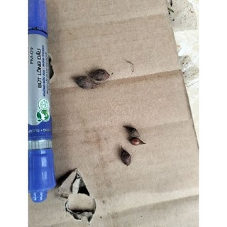 Oxalis( chua me đất, cỏ 3 lá). Pupurea Ganet