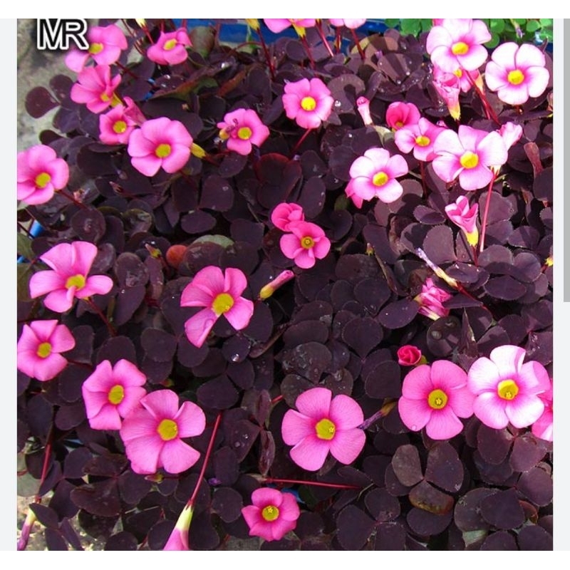 Oxalis( chua me đất, cỏ 3 lá). Pupurea Ganet
