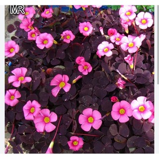Oxalis. Pupurea Ganet