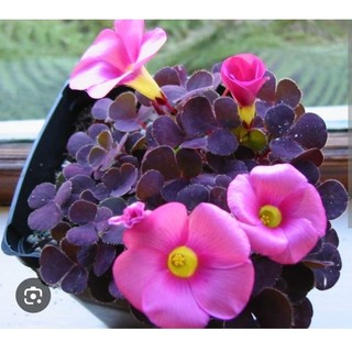 Oxalis( chua me đất, cỏ 3 lá). Pupurea Ganet