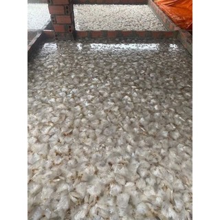chân sứa túi 500g