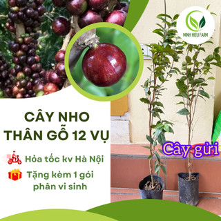 Cây giống nho thân gỗ 12 vụ, loài cây ăn quả quý hiếm được nhiều người săn trồng