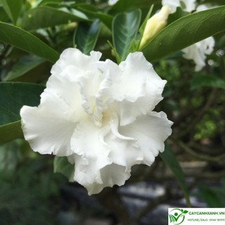 cây hoa ngọc bút cánh kép