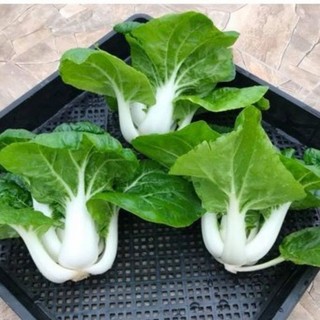 Hạt giống cải bẹ trắng - Gói 10gr - Hạt giống Hóa Nông