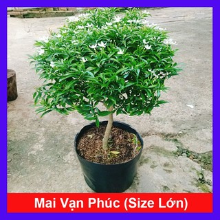 Cây Mai Vạn Phúc cây cảnh trang trí nội ngoại thất mang phong thủy tốt