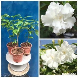 Cây hoa ngọc bút cánh kép