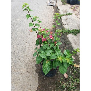 Hoa giấy đổi màu Ấn Độ