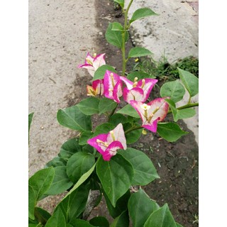 Hoa giấy đổi màu Ấn Độ