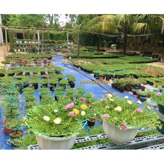 Chất Phòng Và Điều Trị Bọ Trĩ