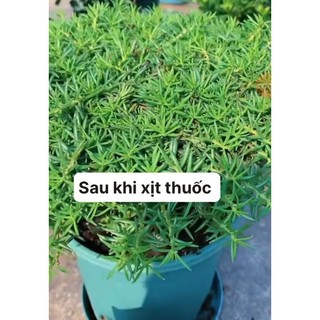 Chất Phòng Và Điều Trị Bọ Trĩ