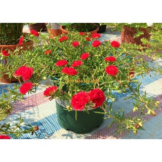 Chất Phòng Và Điều Trị Bọ Trĩ