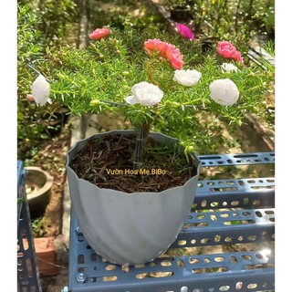 Chất Phòng Và Điều Trị Bọ Trĩ