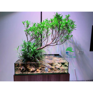  mị nương thủy sinh bán cạn biotop 
