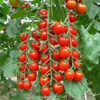 Hạt giống cà chua bi F1 1g Việt Thái