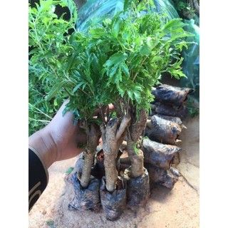 Cây giống đinh lăng nếp lá nhỏ