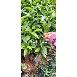 Cây giống lá vối nếp cây cao 50 60 cm