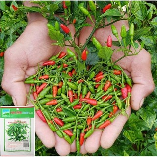 Hạt giống ớt chim, ớt hiểm 0,5g đại an