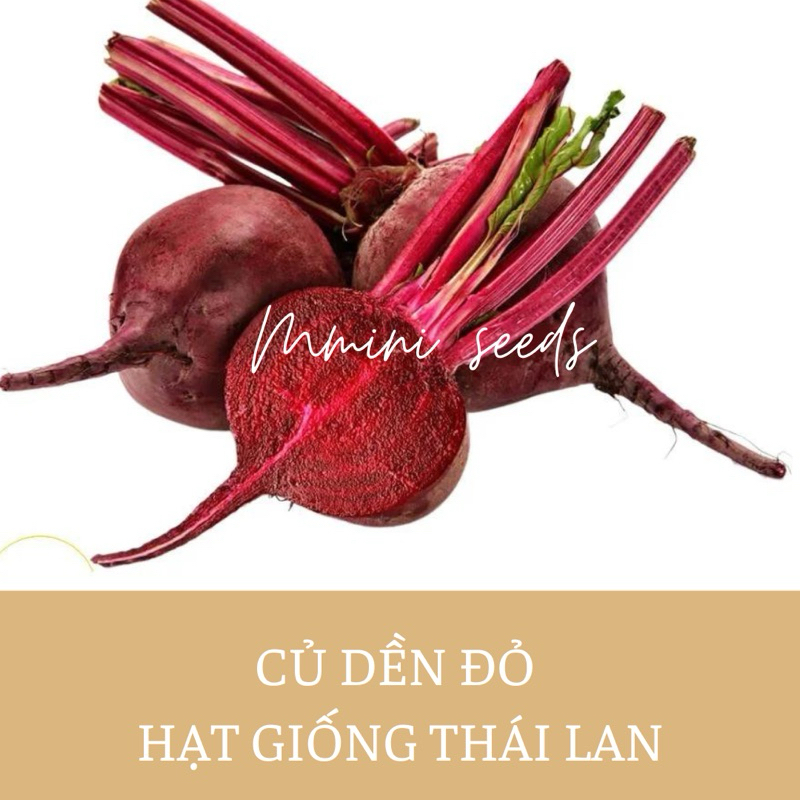 2gr hạt giống củ dền đỏ Thái Lan