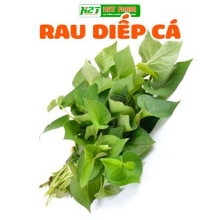 Hạt giống rau diếp cá - h2t farm