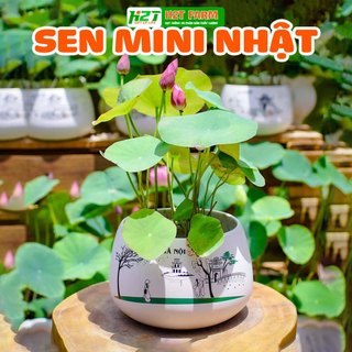 Hạt giống sen mini Nhật nhiều màu - h2t farm