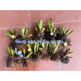 cây lục bình (gốc giống ) 15 cây