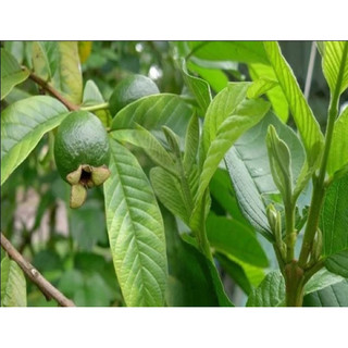 Lá ổi 1kg mới- Chỉ giao miền Nam