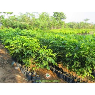 Com bo 10 cây giáng hương