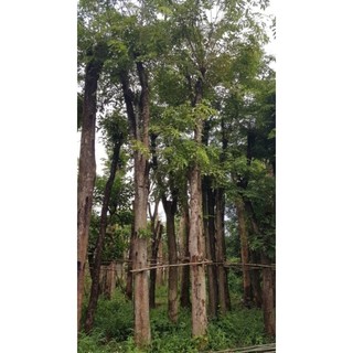 Com bo 10 cây giáng hương