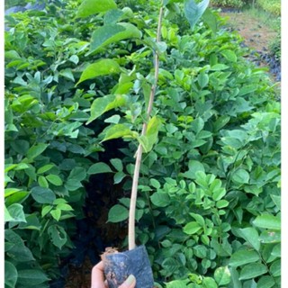 Com bo 10 cây giáng hương