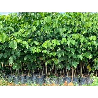 Com bo 10 cây giáng hương