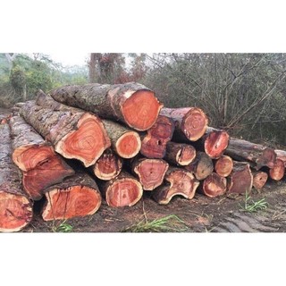 Com bo 10 cây giáng hương