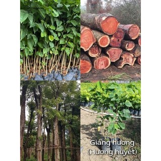Cây giống giáng hương- hương huyết