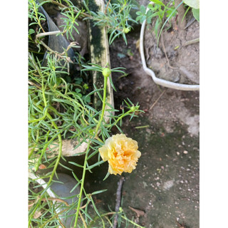 Combo 20 nhánh hoa mười giờ