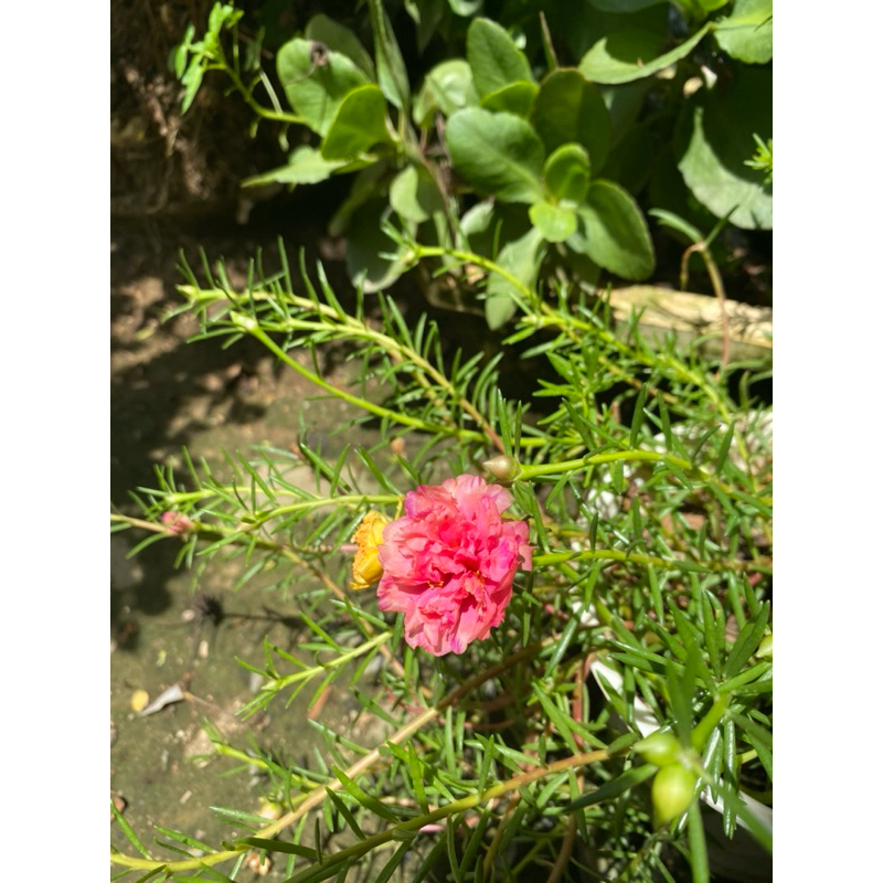 Combo 20 nhánh hoa mười giờ