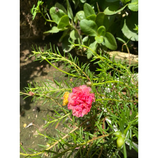 Combo 20 nhánh hoa mười giờ