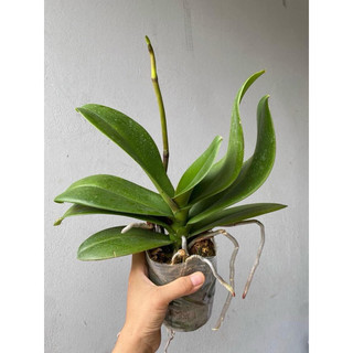 HOA LAN HỒ ĐIEP ĐÃ CÓ NGỒNG ĐỦ MÀU cây khoẻ ,đẹp